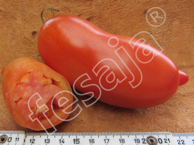 aromapflanzen (bio) » tomaten, samen » opalka (tomaten bio samen