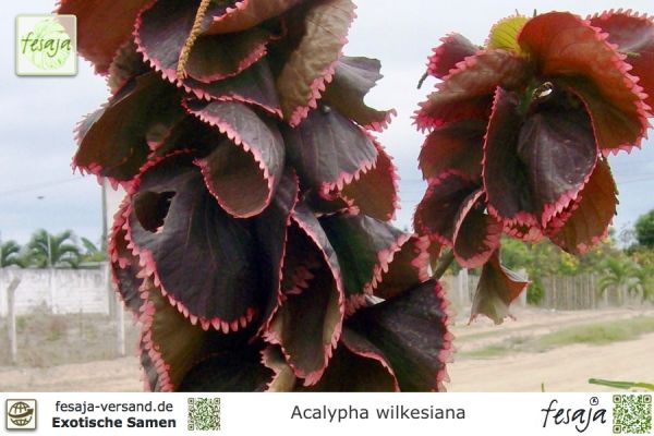 Buntlaubiges Kupferblatt, Acalypha wilkesiana