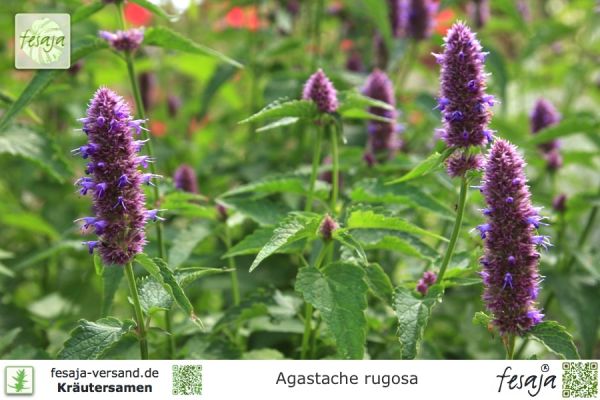 exotisches Saatgut Geschenkidee Samen für dekorative Gartenpflanze ANIS-YSOP 