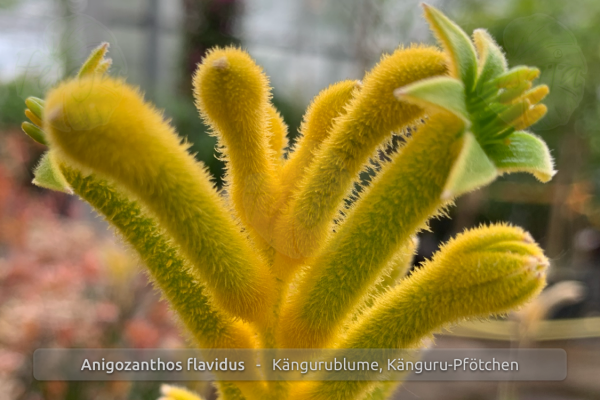 Gelbe Kängurublume, Anigozanthos flavidus