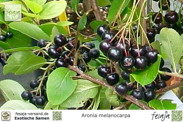 Schwarze Apfelbeere, Aronia melanocarpa