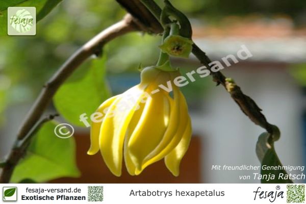 Ylang-Ylang-Wein, Artabotrys hexapetalus, Pflanze