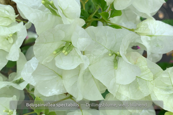 Drillingsblume, weiß blühend, Bougainvillea spectabilis, Pflanze