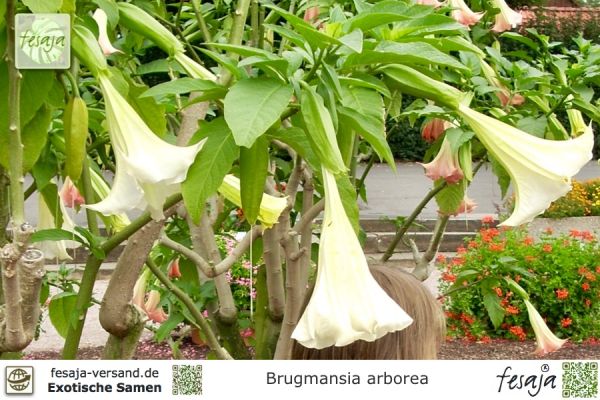 Engelstrompete weiß-blühend, Brugmansia arborea