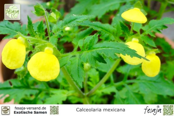 Mexikanische Pantoffelblume, Calceolaria mexicana
