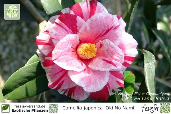 Kamelie Oki No Nami, Camellia japonica, Pflanze