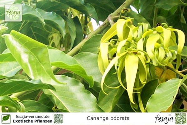 Parfümbaum, Cananga odorata, Pflanze