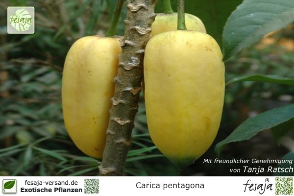 Berg-Papaya, Carica pentagona, Pflanze