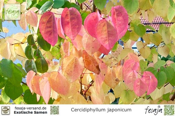 Lebkuchenbaum, Cercidiphyllum japonicum