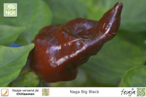 Naga Big Black