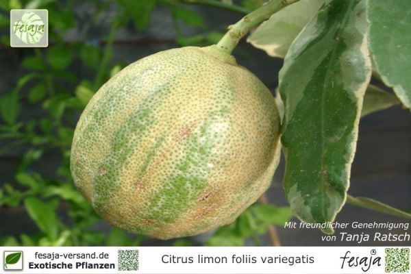 Panaschierte Zitrone, Citrus limon foliis variegatis, Pflanze