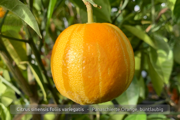 Panaschierte Orange, Citrus sinensis foliis variegatis, Pflanze