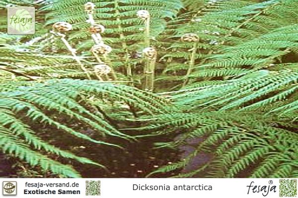 Antarktischer Baumfarn, Dicksonia antarctica