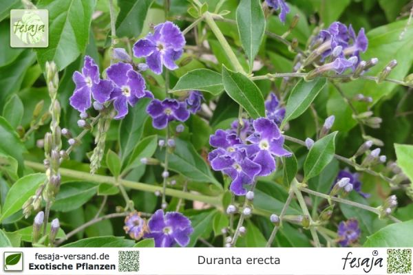 Himmelsblüte, Duranta erecta, Pflanze