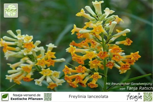 Honigglockenbusch, Freylinia lanceolata, Pflanze
