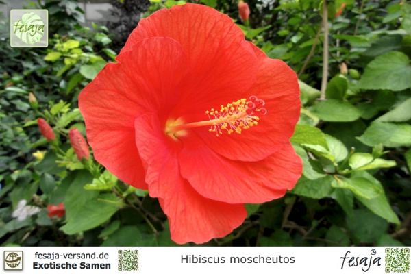Roseneibisch, Hibiscus moscheutus