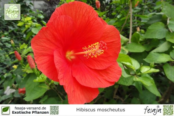 Roseneibisch, Hibiscus moscheutus, Pflanze