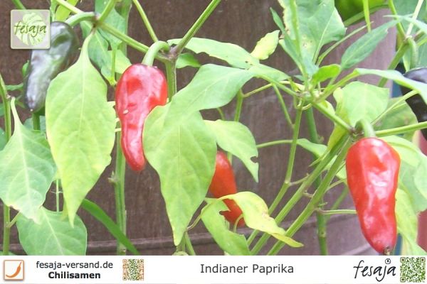 Indianer Paprika