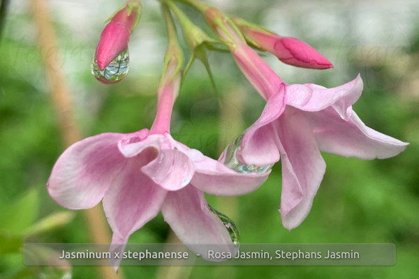 Rosa Jasmin, Jasminum x stephanense, Pflanze