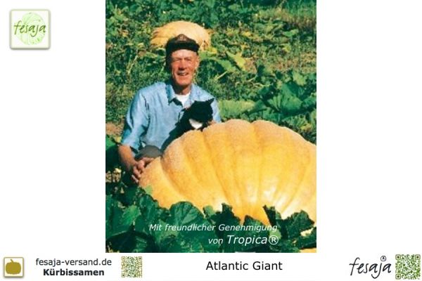 Atlantic Giant, Curcubita maxima