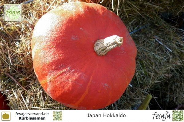 Japan Hokkaido Kürbis, Curcubita maxima