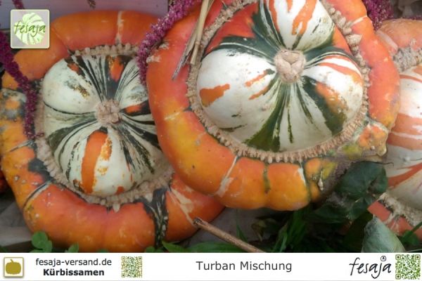 Turban Mischung, Curcubita maxima