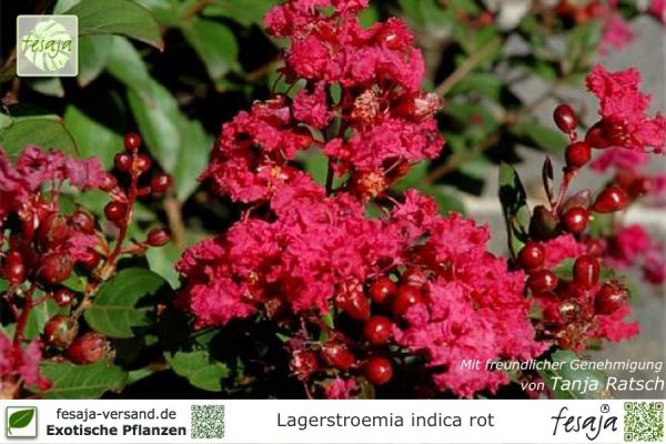 Rote Kreppmyrte, Lagerstroemia indica rubra, Pflanze