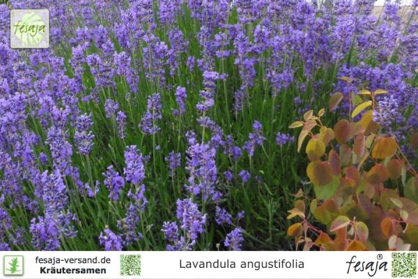 Echter Lavendel, Lavandula angustifolia