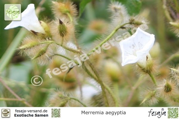 Haarige Holzrose, Merremia aegyptia