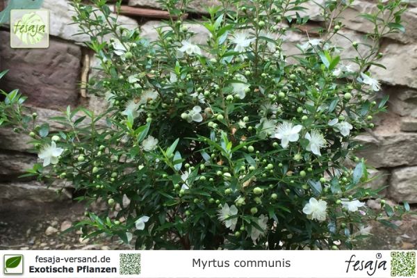 Echte Myrte, Myrtus communis, Pflanze