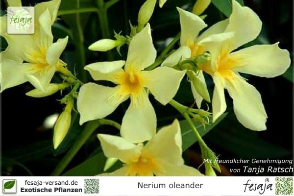 Oleander gelb, Nerium oleander, Pflanze