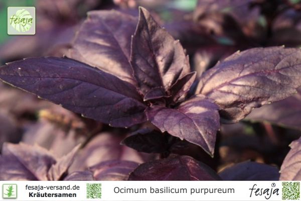 Rotblättriges Basilikum, Ocimum basilicum purpureum