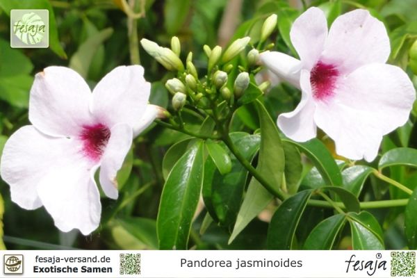 Jasmintrompete, Pandorea jasminoides