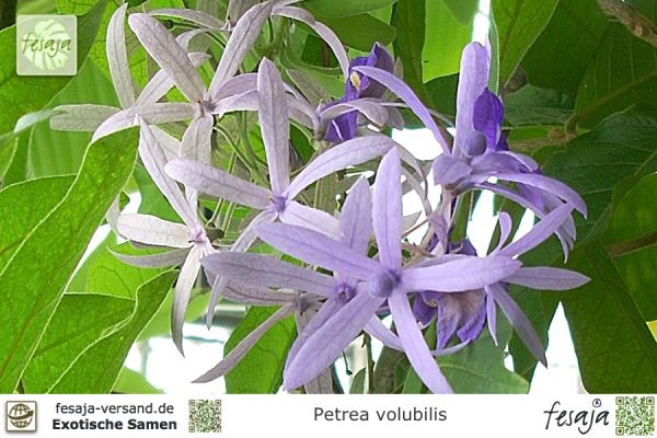 Königinnenkranz, Petrea volubilis, Pflanze