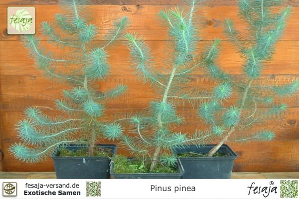 Mittelmeer-Pinie, Pinus pinea