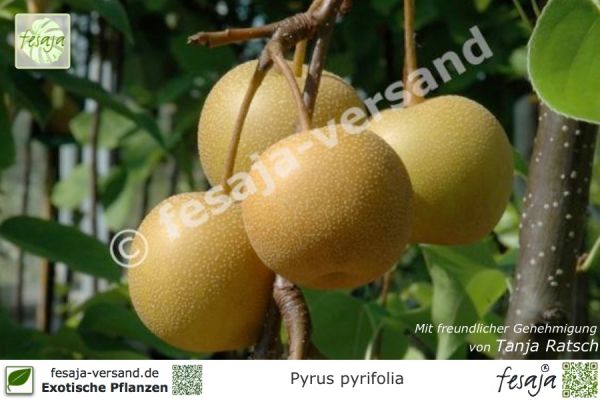Nashi-Birne, Pyrus pyrifolia, Pflanze