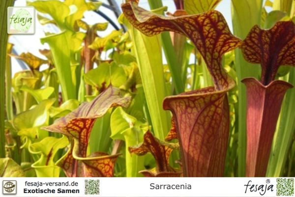 Schlauchpflanzen, Sarracenia