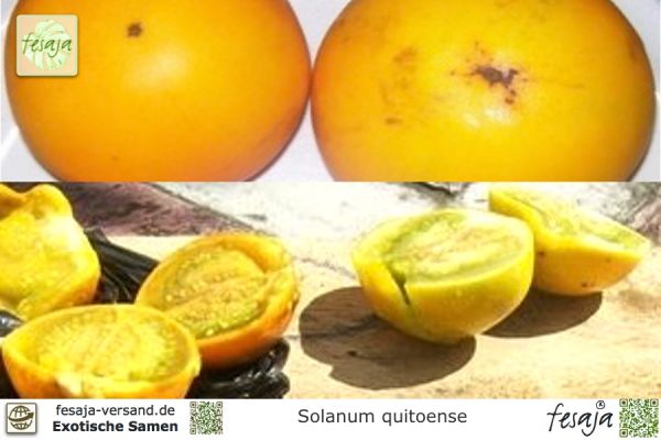 Lulo, Naranjilla, Solanum quitoense