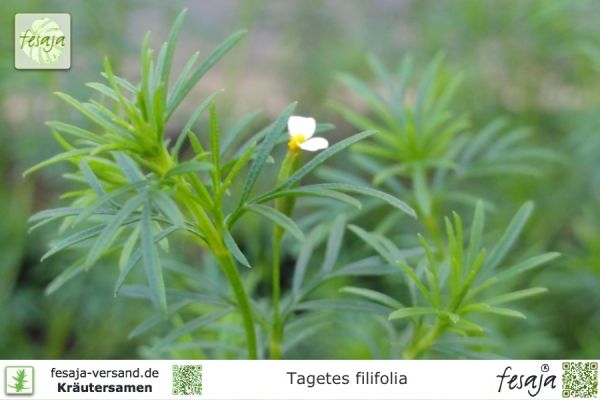 Lakritztagetes, Tagetes filifolia