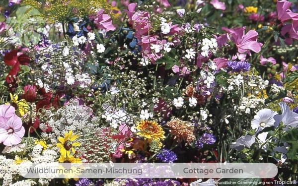 Cottage Garden · Wildblumen Mischung
