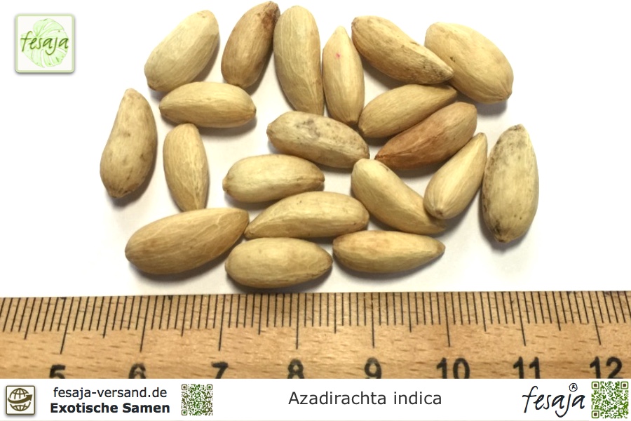 Niembaum, Azadirachta indica