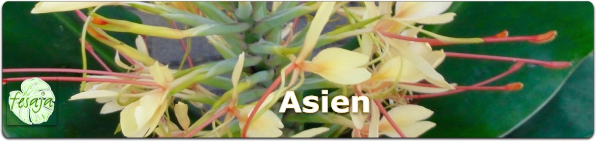 Asiatische Pflanzen, Samen