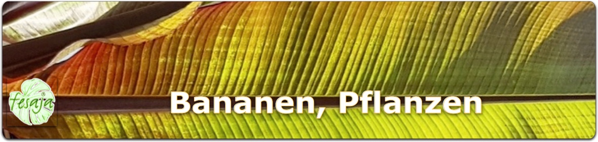 Bananen, Pflanzen