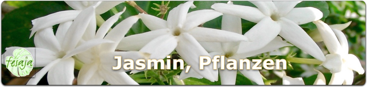 Jasmin, Pflanzen