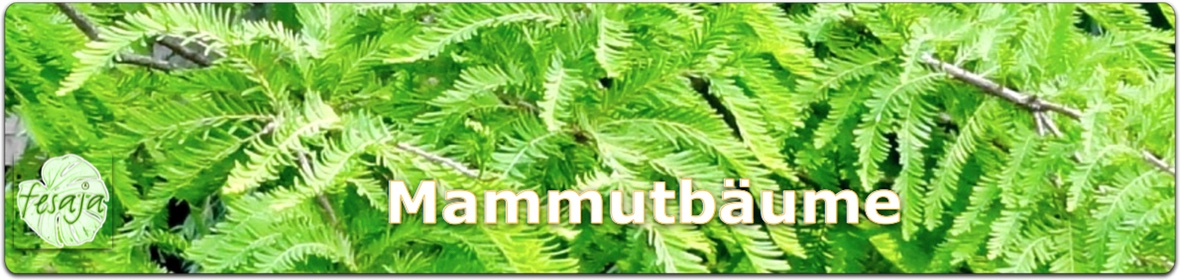 Mammutbaum, Samen