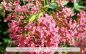 Preview: Rote Spornblume, Centranthus ruber