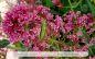 Preview: Rote Spornblume, Centranthus ruber