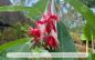 Preview: Weiße Bolivianische Fuchsie, Fuchsia boliviana alba