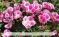 Preview: Atlasblume, Godetia grandiflora