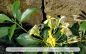 Preview: Hymenosporum flavum Pflanze